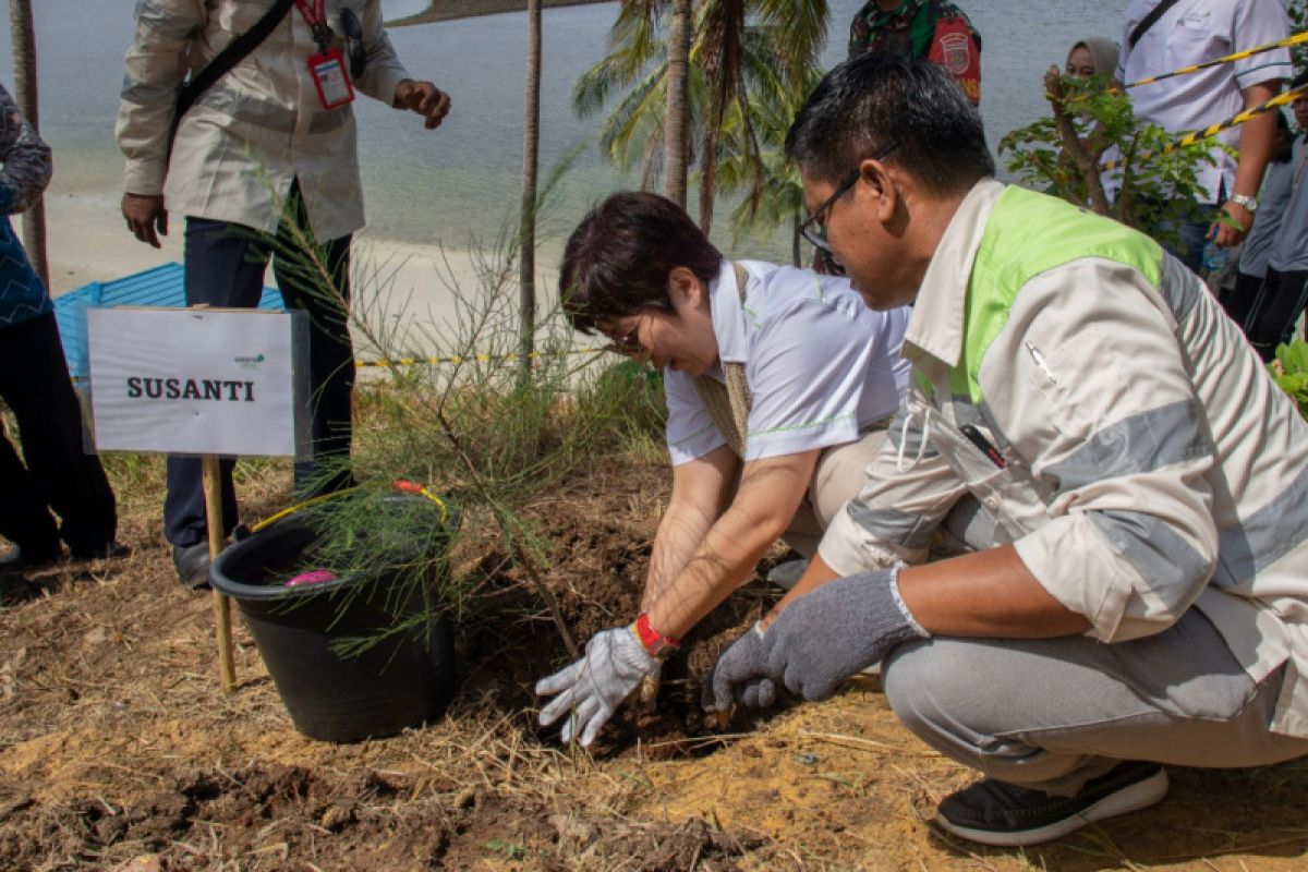 PT IBT tanam 500 cemara di Pantai Teluk Tamiang