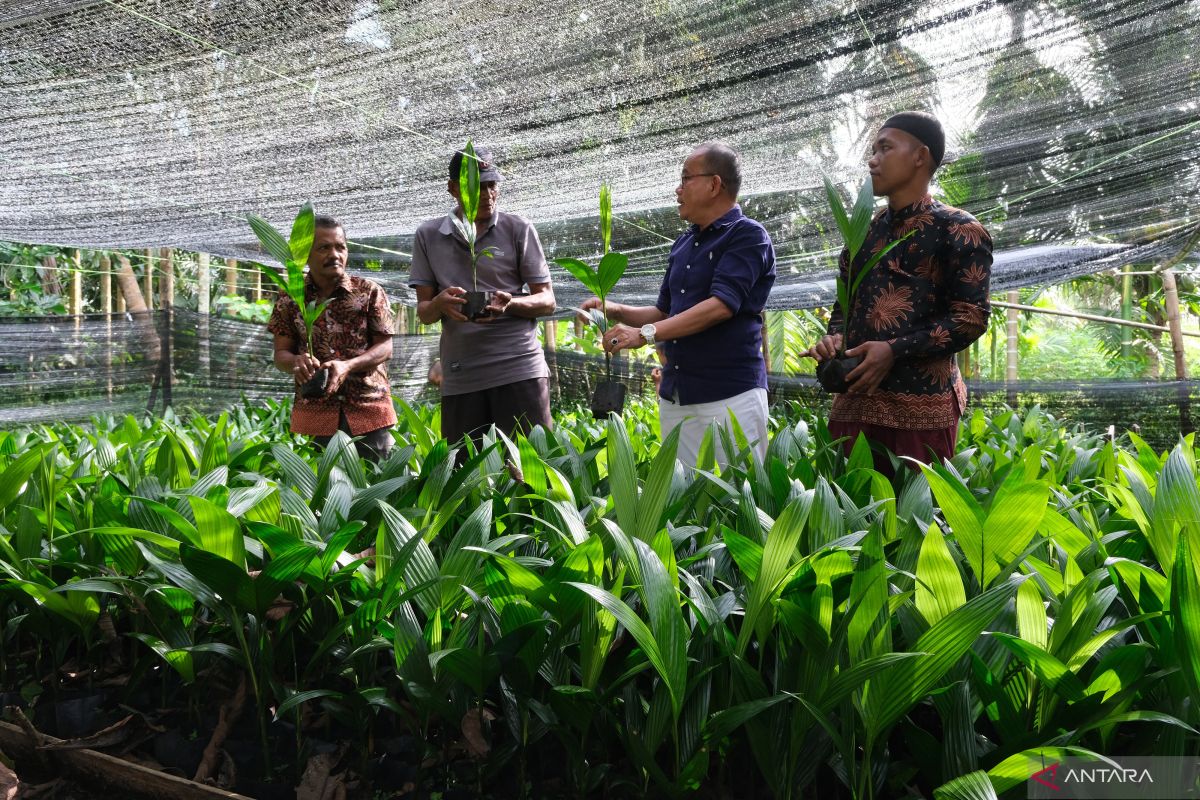 Kebun Bibit Rakyat Binaan BPDASHL Kapuas