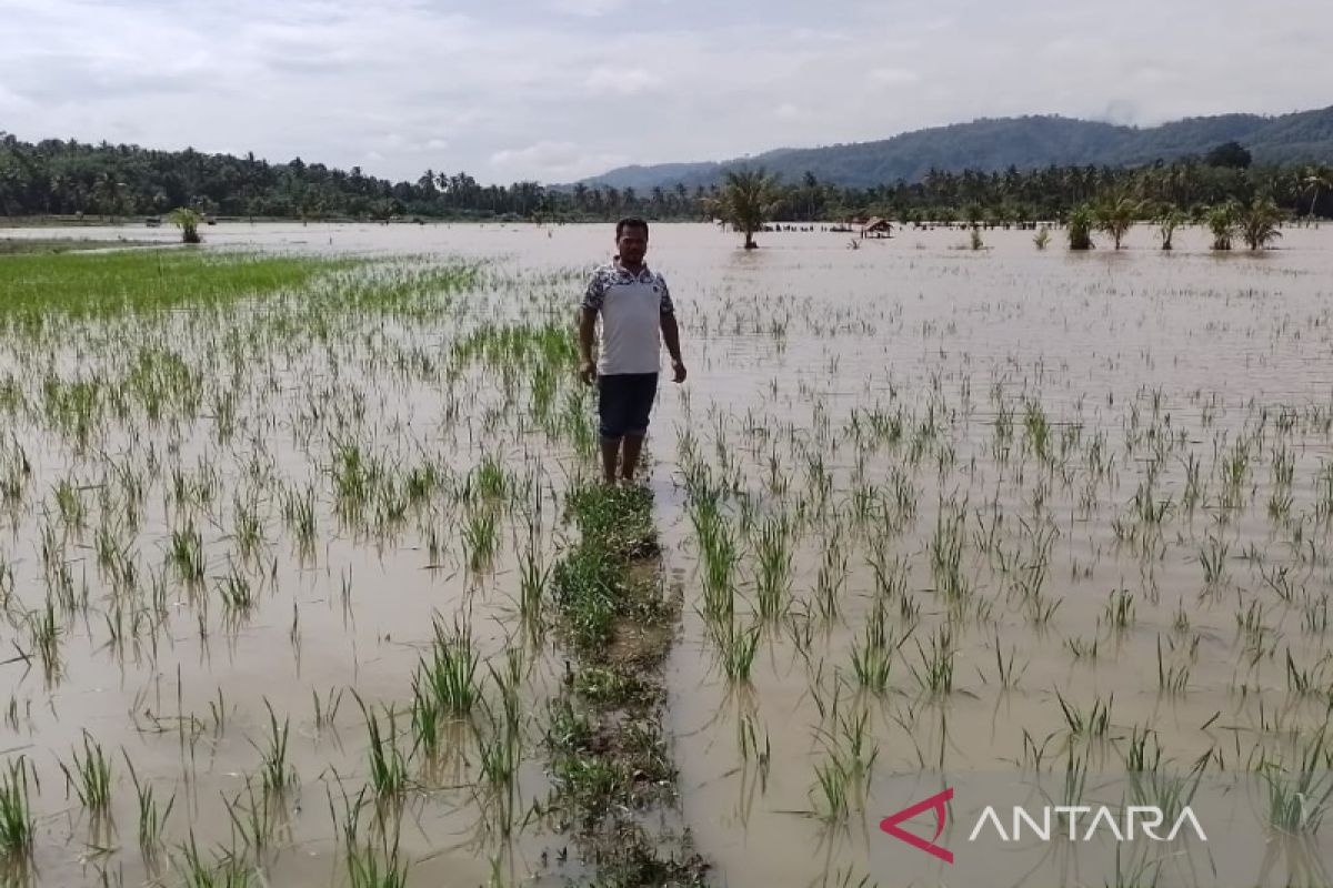 Belasan hektare sawah di Sayur Matinggi terancam gagal panen