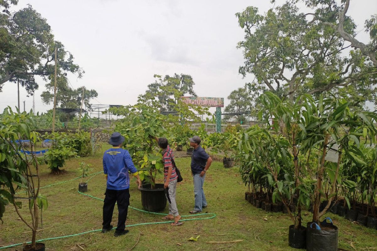 Lapas terbuka Kendal datangkan ratusan bibit mangga Yuwen dan Red Ivory