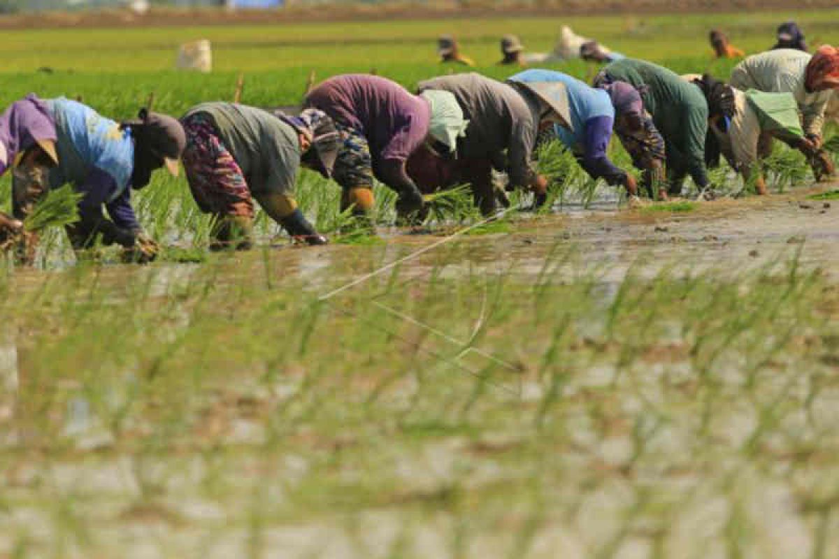 Distan Cirebon minta petani percepat masa tanam padi