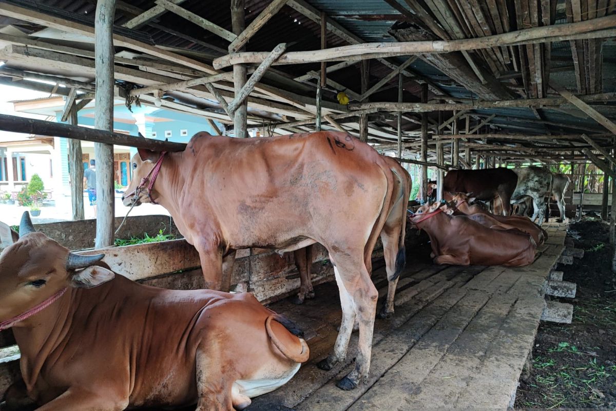 Satgas Bangka Belitung potong paksa 117 ternak terinfeksi PMK