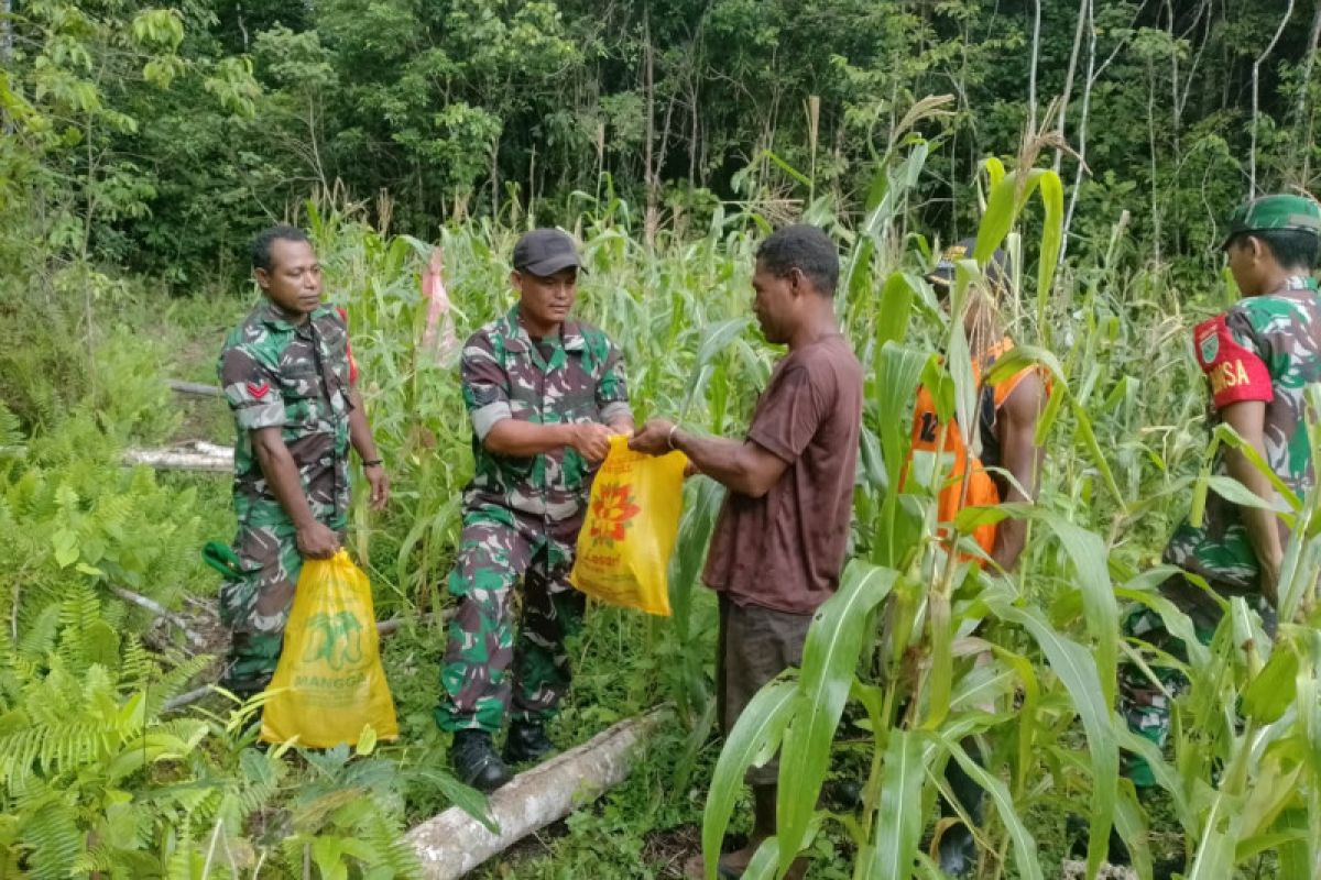 Koramil 1708-05/Numfor bantu warga panen jagung untuk ketahanan pangan