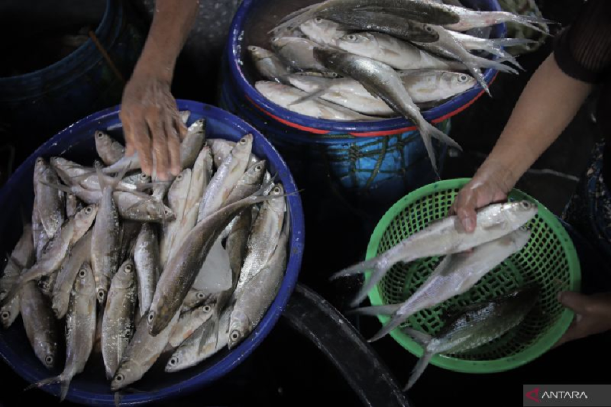 Ikan bandeng Aceh mulai dilirik pasar global, kenapa