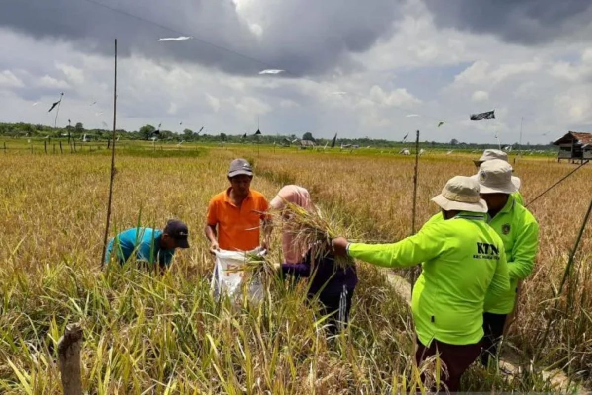 BI mendorong Pemda di  Jambi lakukan intensifikasi lahan pertanian padi