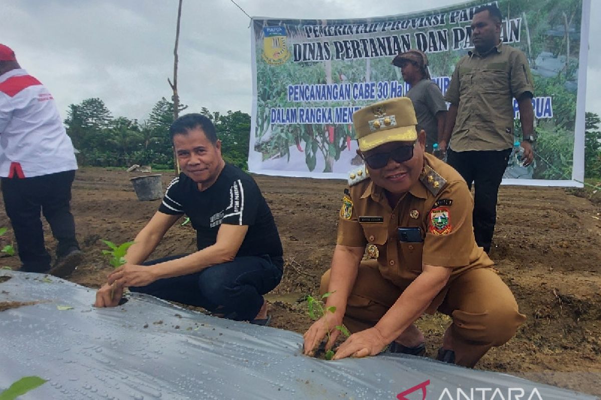 Pemerintah Papua tanam cabai di lahan seluas 30 hektare