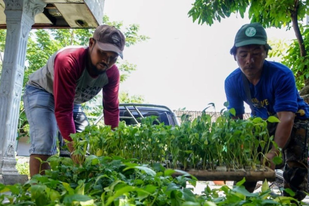 Pemkot Madiun bagikan ribuan bibit cabai wujudkan ketahanan pangan