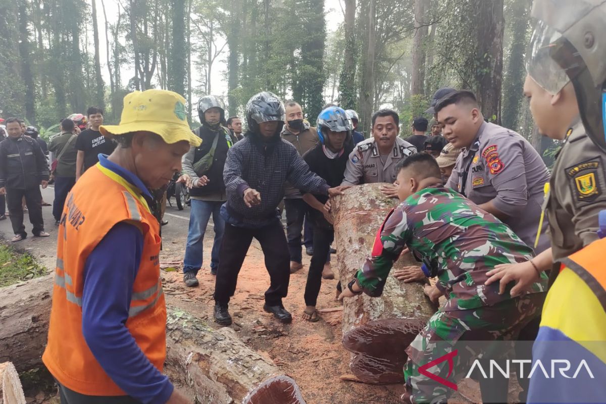 Pohon tumbang tewaskan seorang pengendara sepeda motor di Sukabumi
