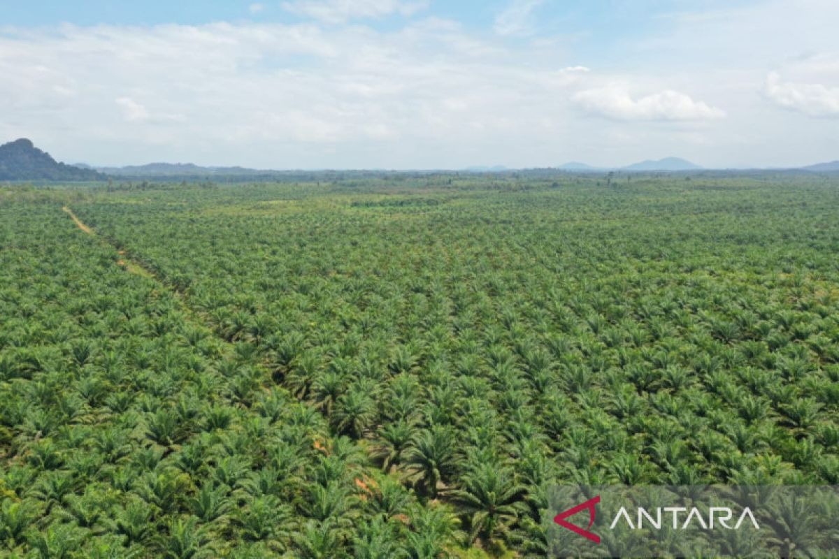 Emiten sawit milik TP Rachmat bagi dividen Rp38 per saham pada Juni