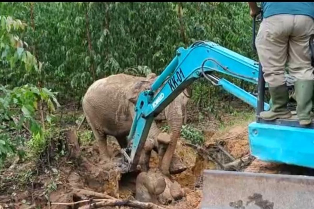 Tergelincir masuk galian, anak gajah jatuh terlentang