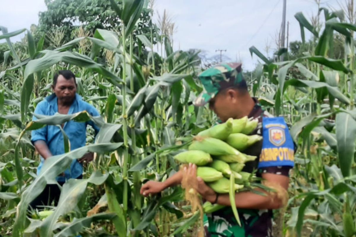 Lanal Ranai Natuna berhasil panen 1 ton jagung