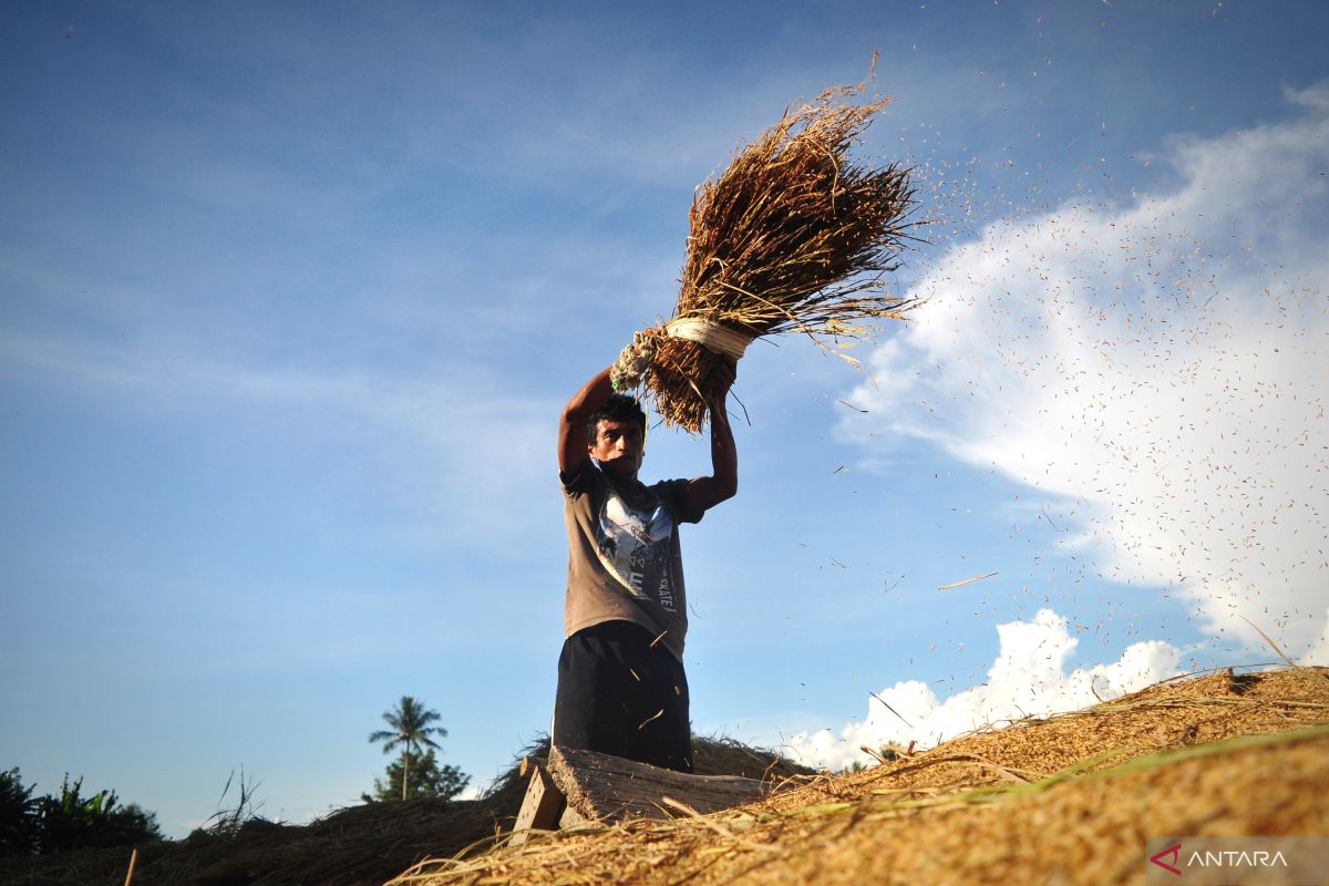 Mengenal Bobibos, bahan bakar dari jerami inovasi anak bangsa