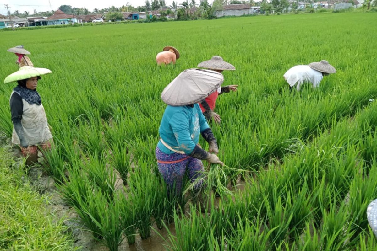 Distan Kabupaten Lebak kembangkan benih unggul guna dongkrak produksi pangan