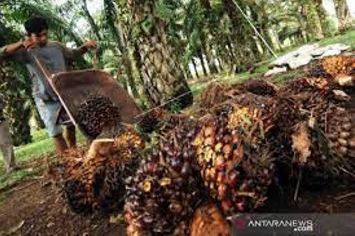 Harga sawit Riau naik Rp28,52 per kilogram