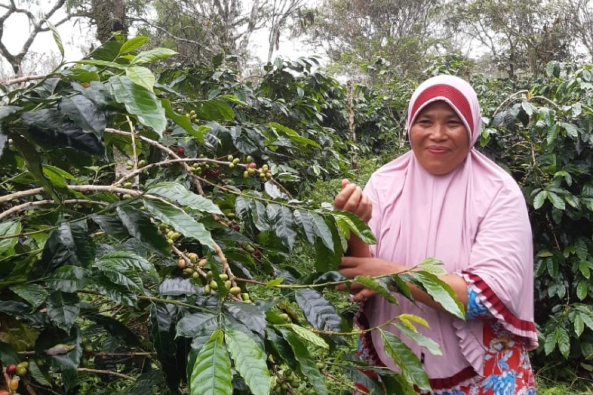 Petani di Aceh Utara berkomitmen kembangkan komoditas kopi