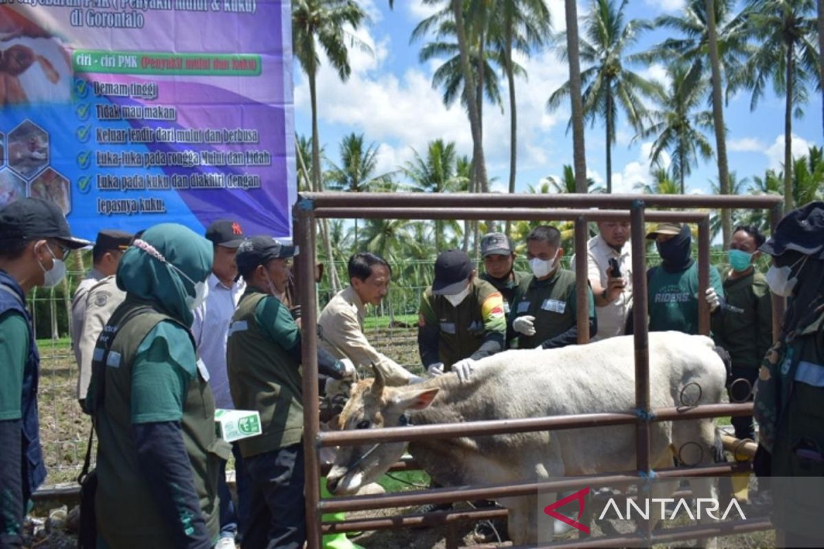 Pemkab Gorontalo canangkan program vaksinasi PKM ternak sapi