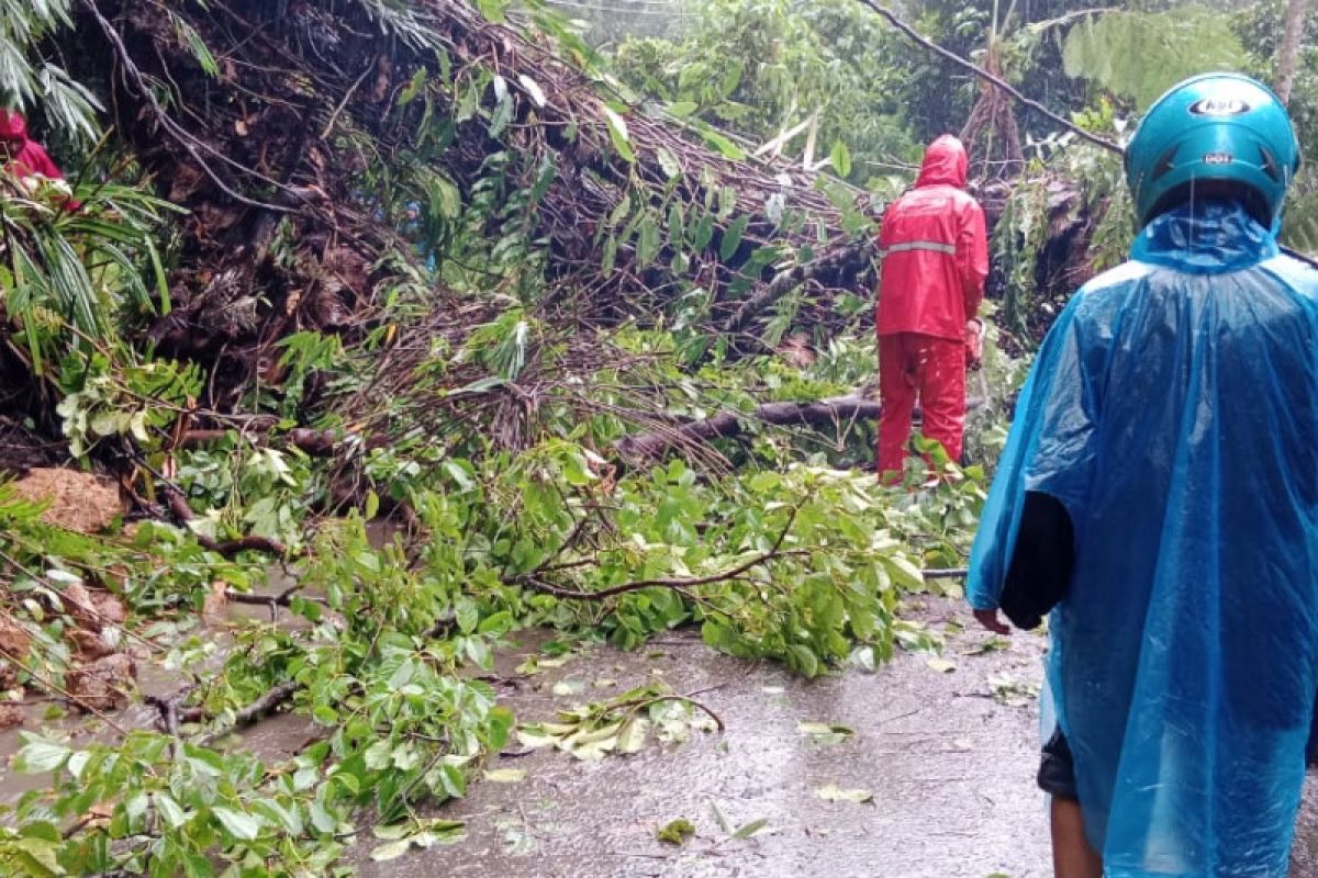 Pohon tumbang tutup badan jalan provinsi di Palembayan Agam