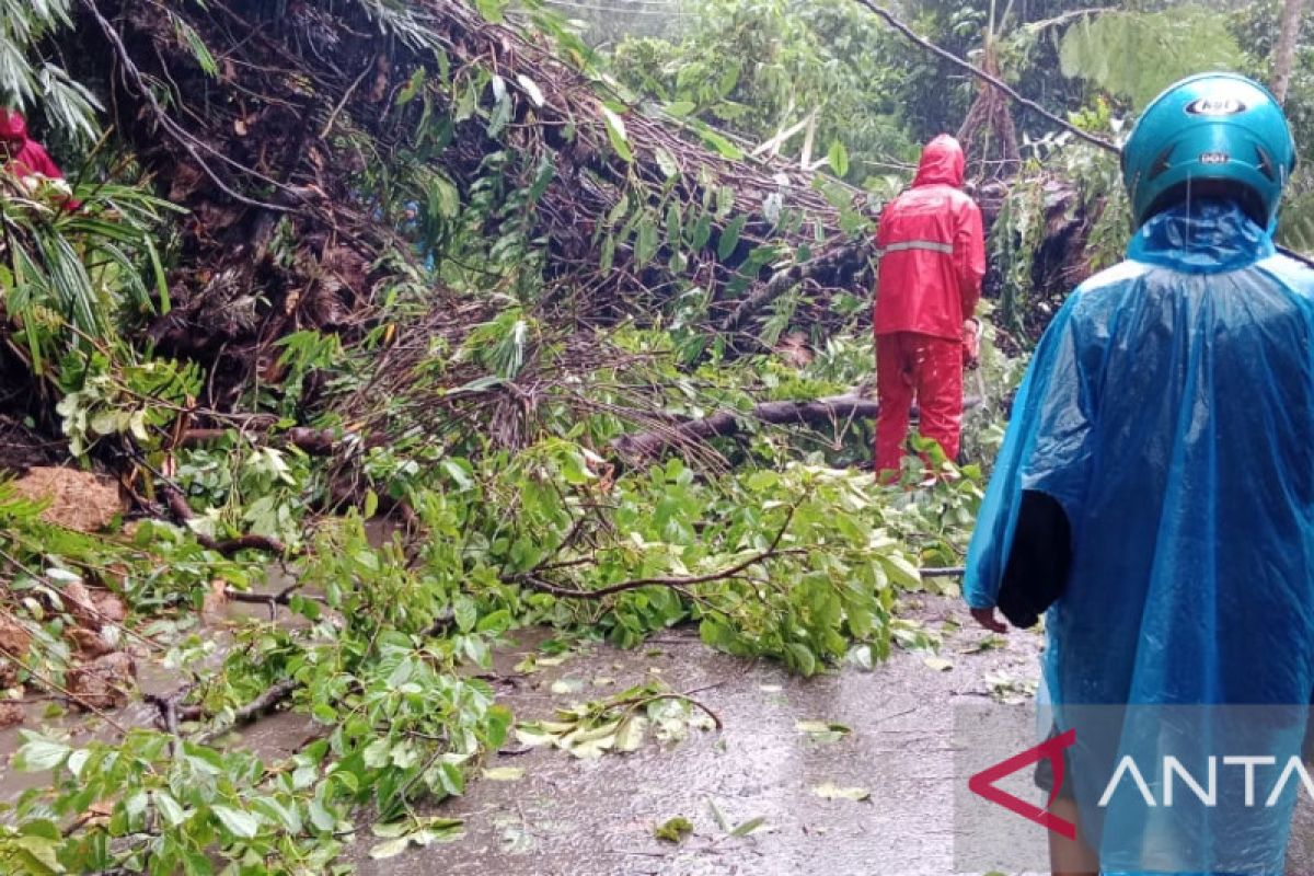 Pohon tumbang tutup badan jalan provinsi di Palembayan Agam