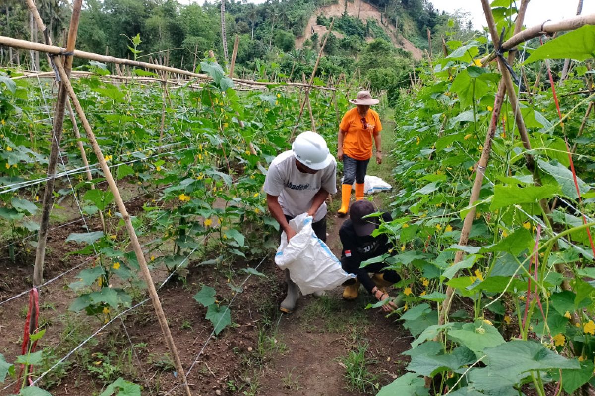 Petani Sulawesi Utara respons positif penggunaan pupuk organik