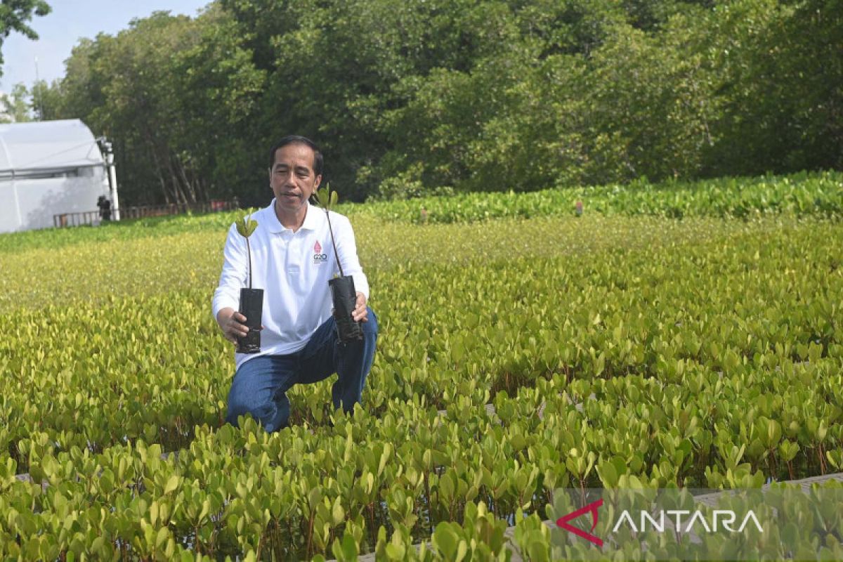 Jokowi cek bibit bakau di Tahura sebelum sambut pemimpin negara