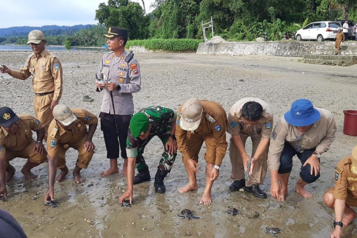 Pemerintah Teluk Wondama dukung pelestarian penyu di kawasan Teluk Cenderawasih