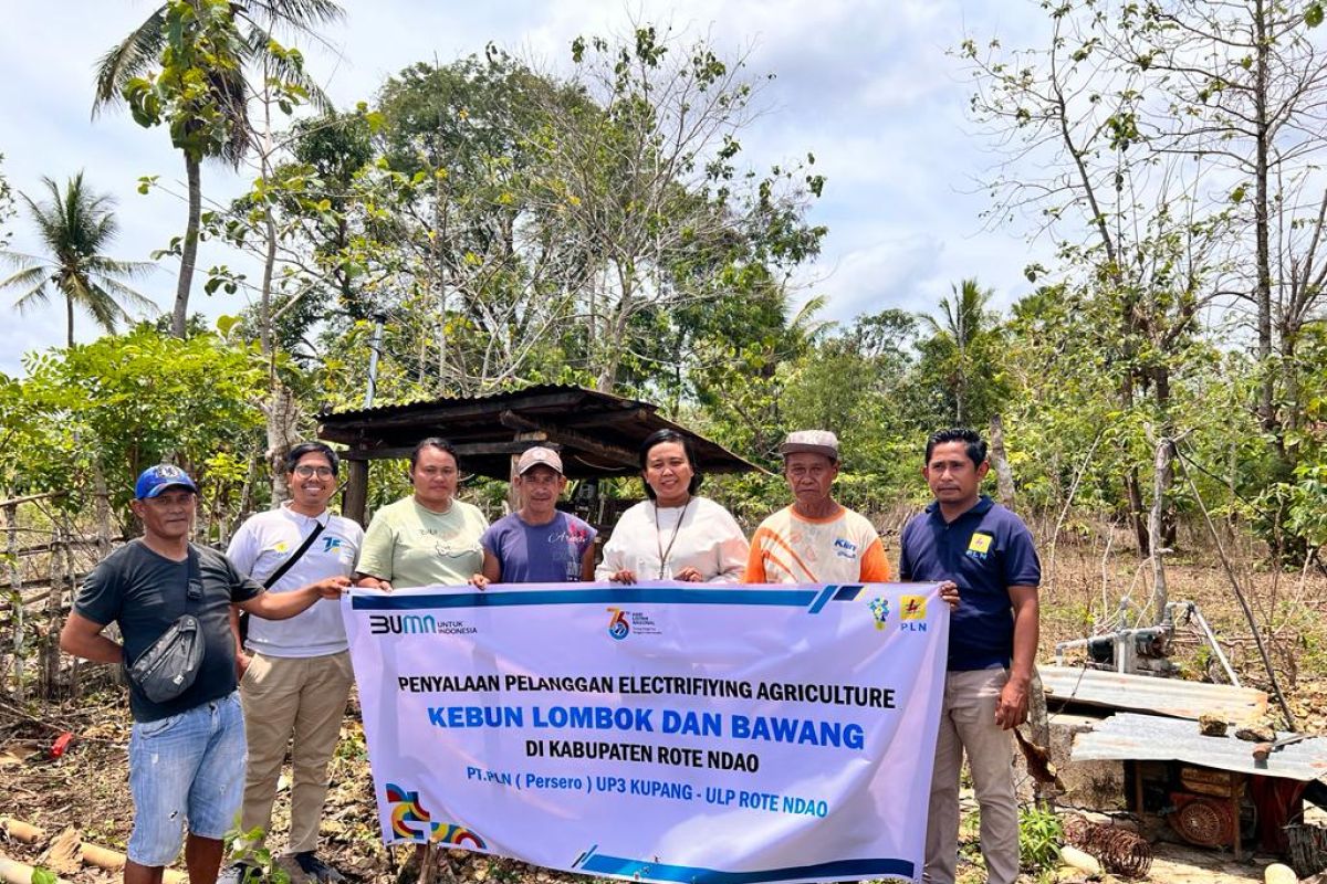 PLN alirkan listrik dukung produksi lombok-bawang di Rote Ndao