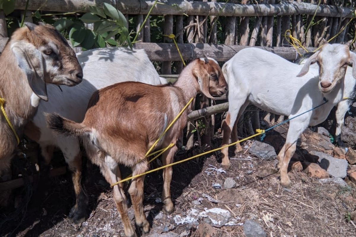 Desa di Nagekeo salurkan ternak kambing ke warga untuk ketahanan pangan