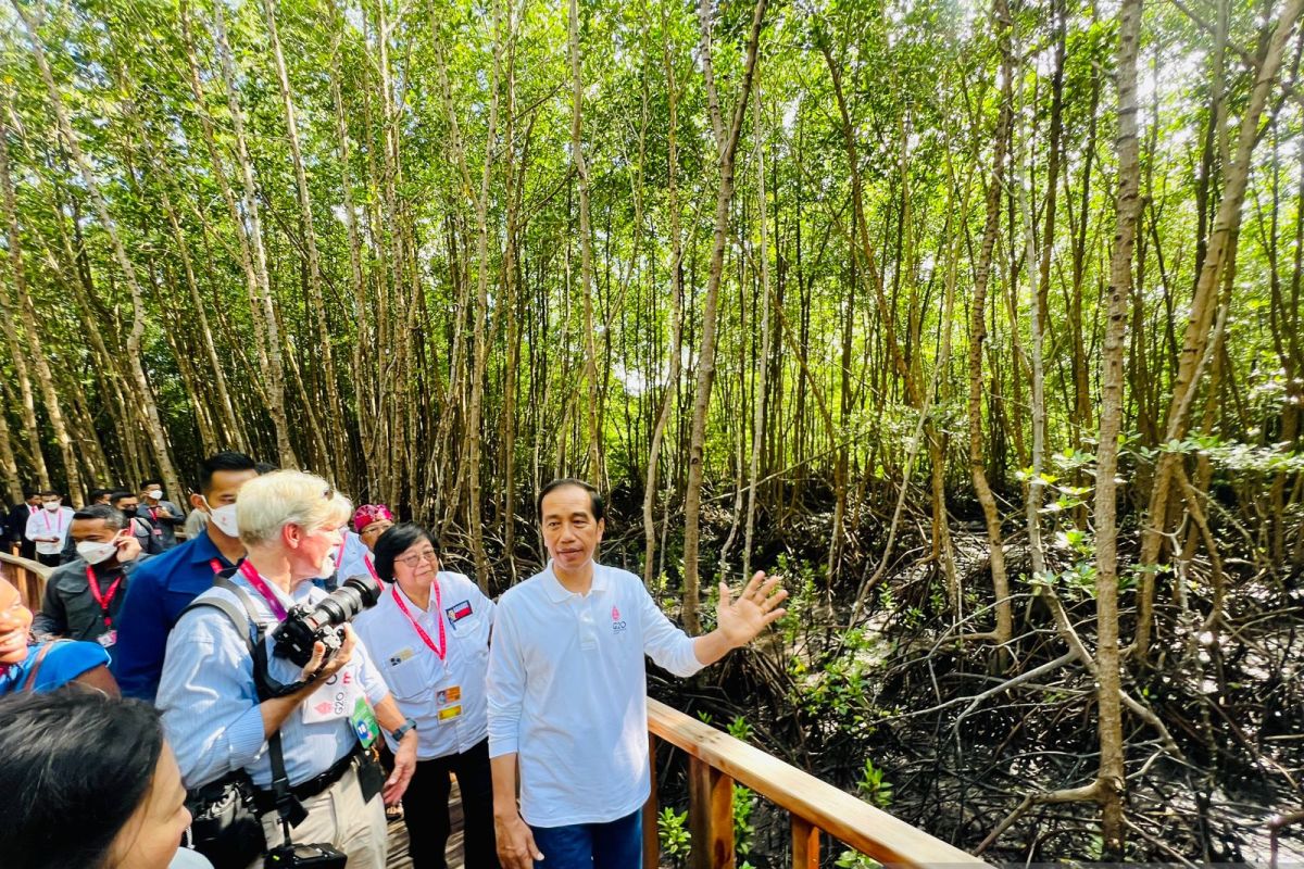 President introduces journalists to mangrove varieties at Bali Forest