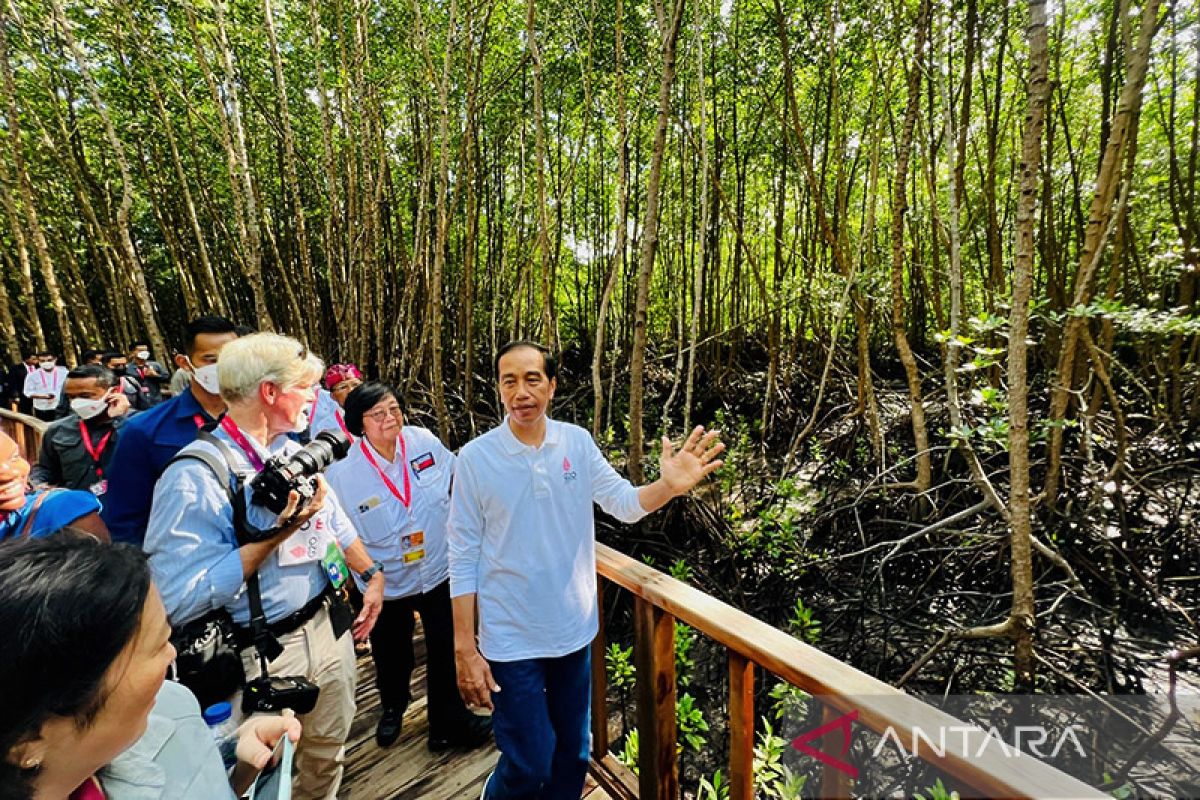 Presiden Jokowi jelaskan jenis mangrove Tahura Ngurah Rai ke wartawan