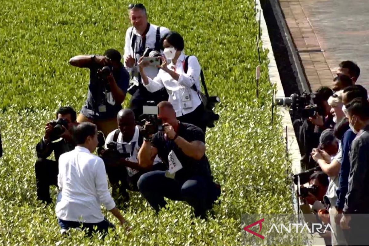 Jokowi reviews mangrove seedlings before G20 delegates' visit