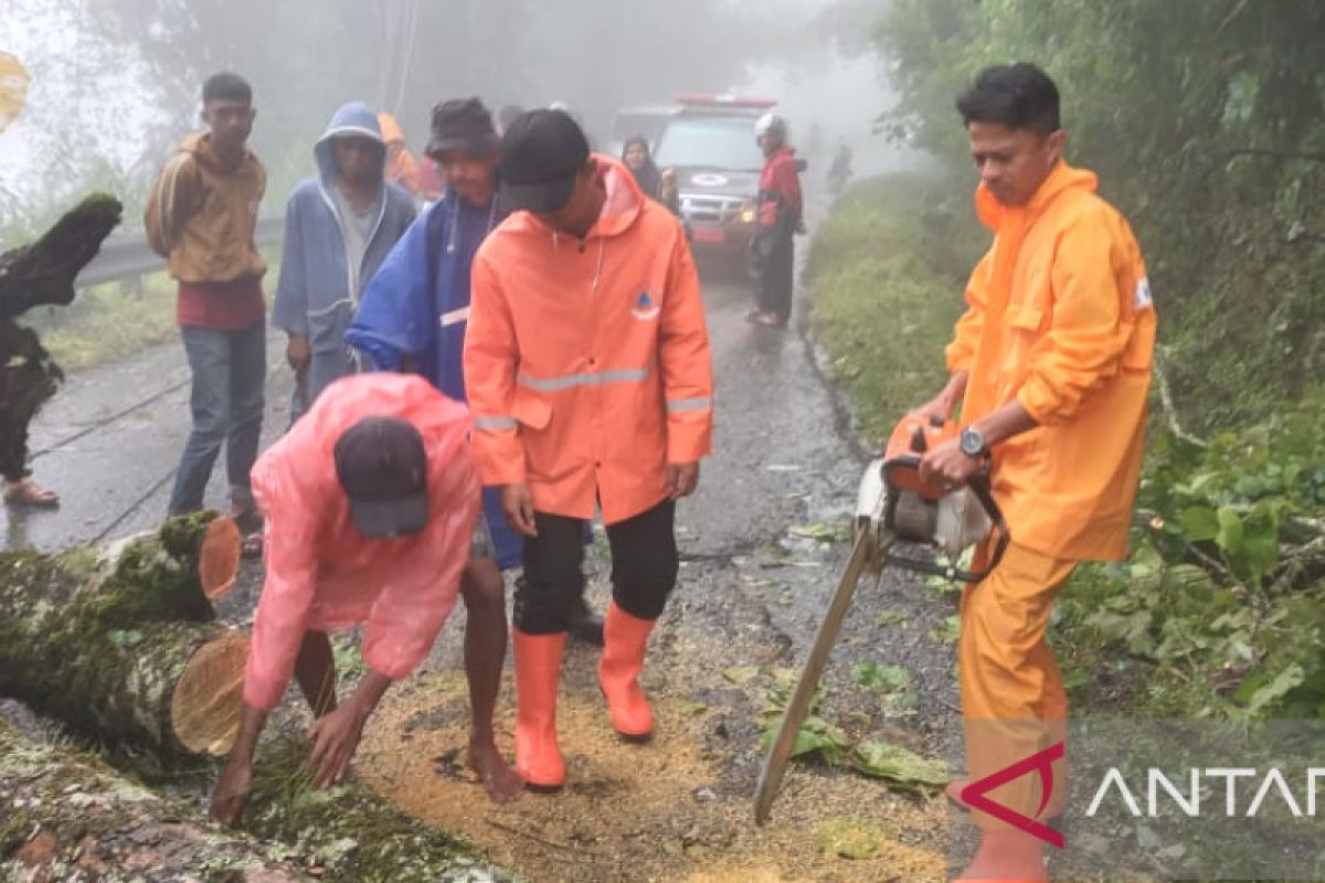 Pohon tumbang di kelok 42,  Lalu lintas Bukittinggi-Maninjau lumpuh