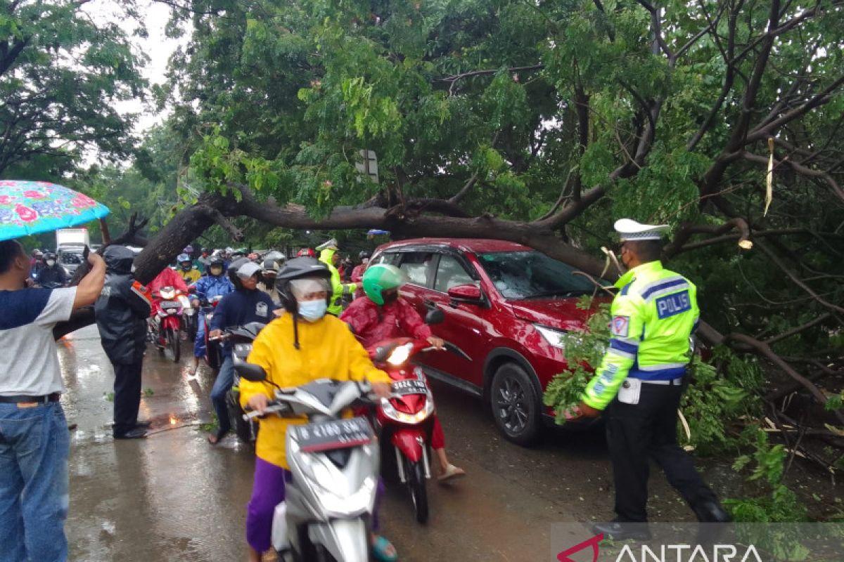 Jakarta Barat pangkas 10.785 pohon selama 2022