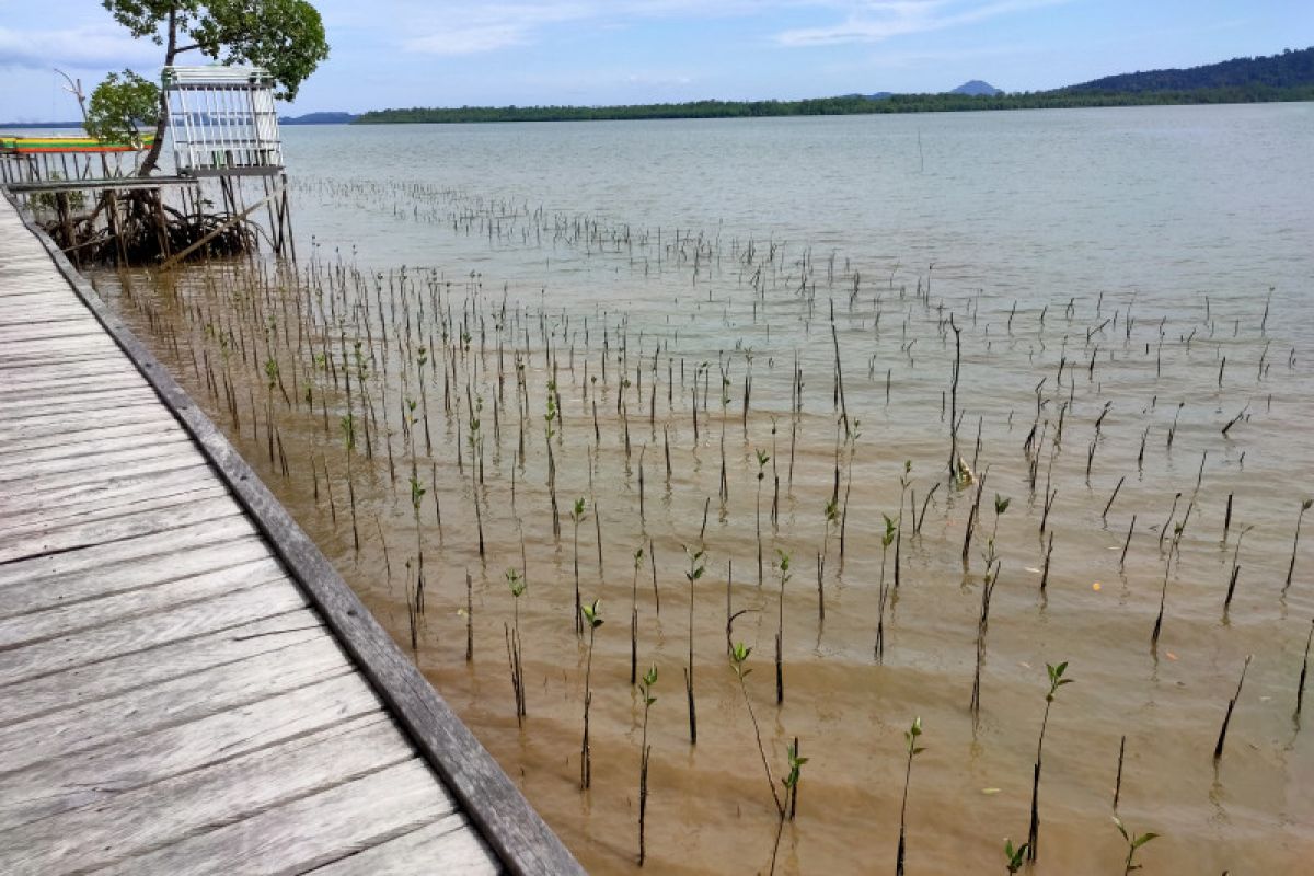 Pemprov Kalsel diminta segera programkan reboisasi hutan mangrove