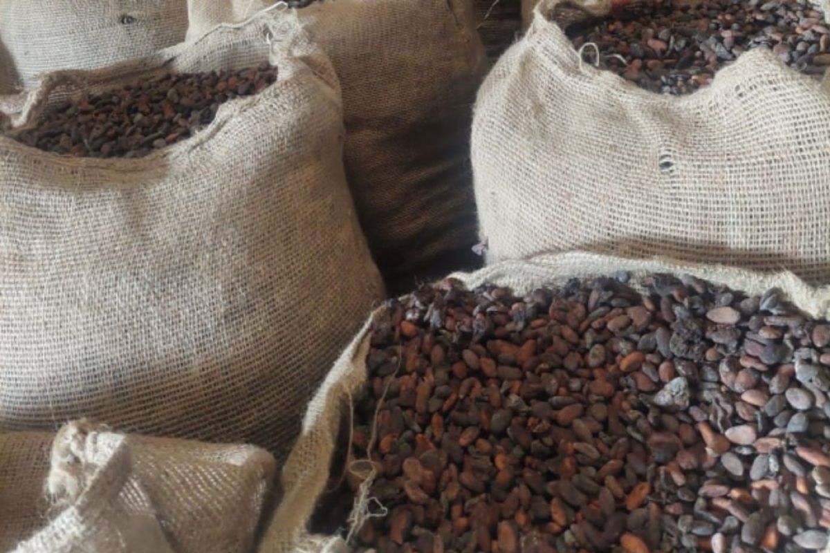 Ekspor kakao Sumut Januari - November 2022 naik 41,25 persen