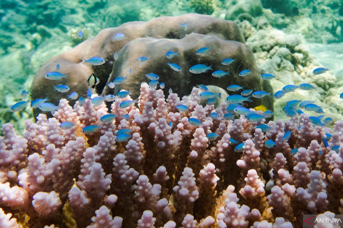IESR: Kenaikan suhu global berdampak terhadap rusaknya terumbu karang