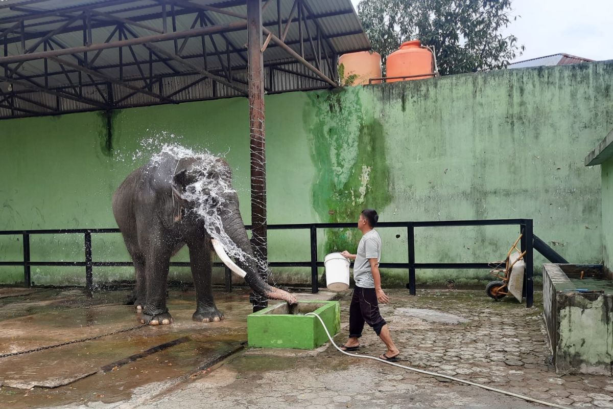 Taman Rimba  tunggu kedatangan gajah betina calon pendamping Alfa