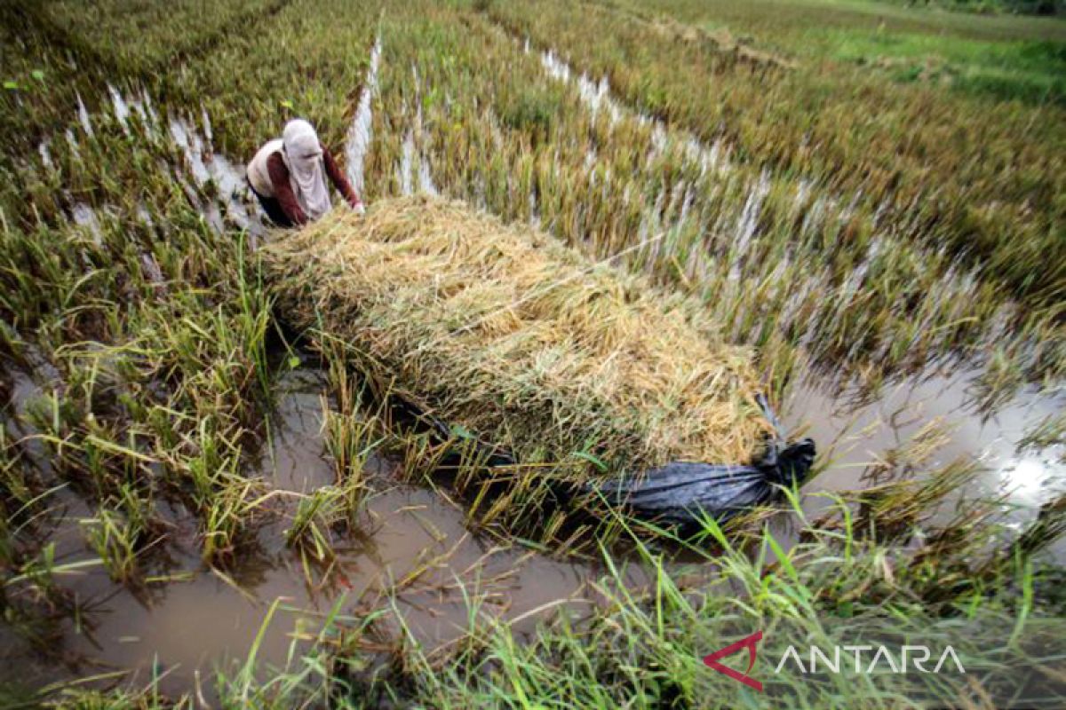 DPMG: Desa jangan ragu gunakan dana tangani bencana