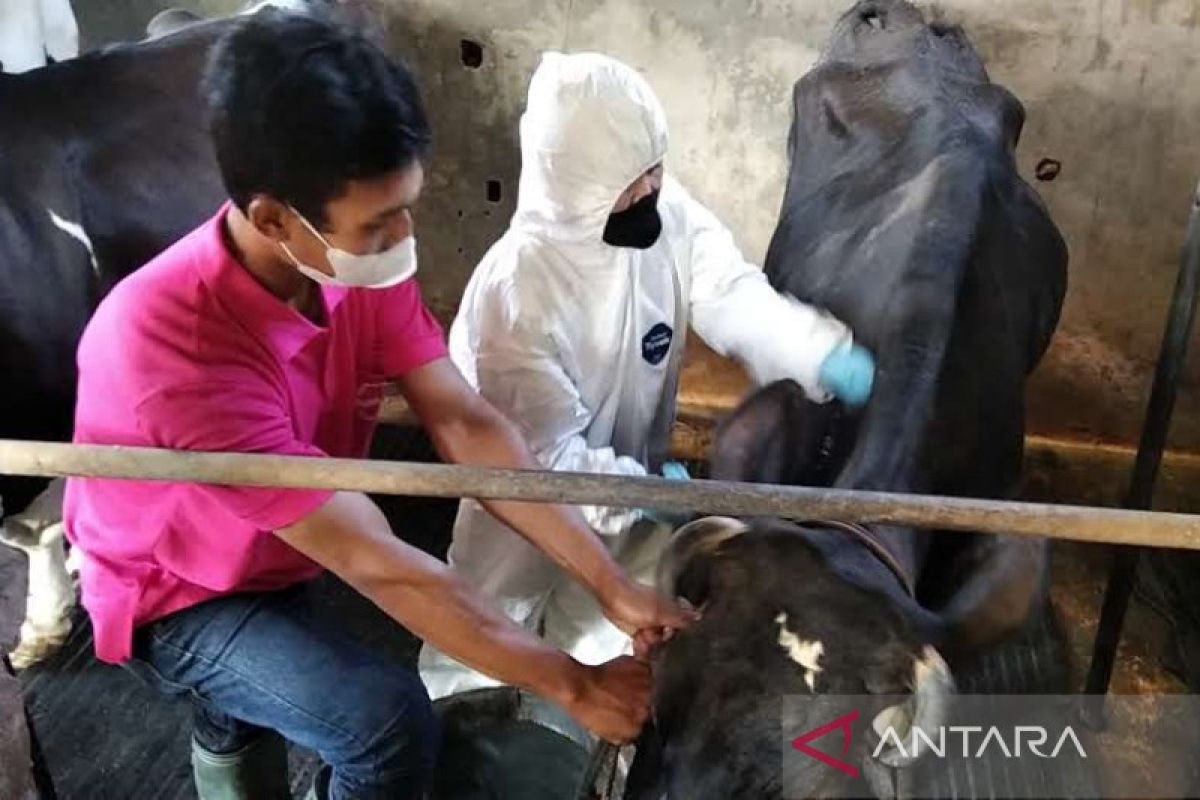 Vaksinasi  PMK di Kabupaten Kudus memasuki dosis kedua