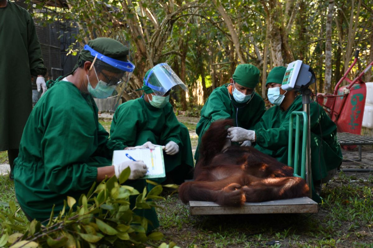 BKSDA Kalteng lepasliarkan 3 orang utan di Taman Nasional BBBR