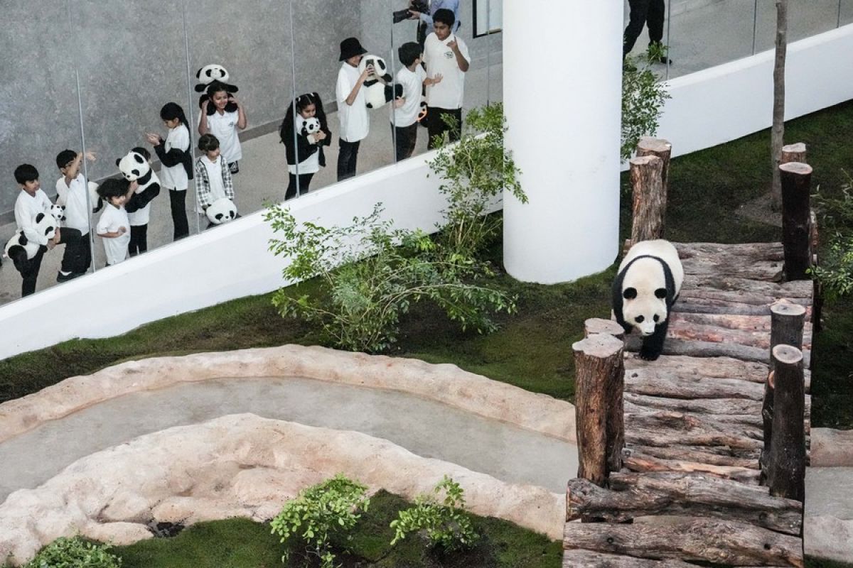 Panda China tampil perdana di "Rumah Panda" Doha