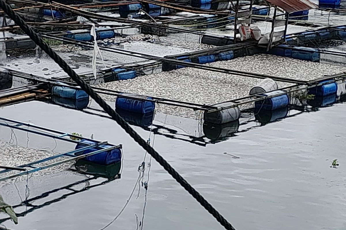 45 ton ikan di Danau Maninjau mati dampak angin kencang