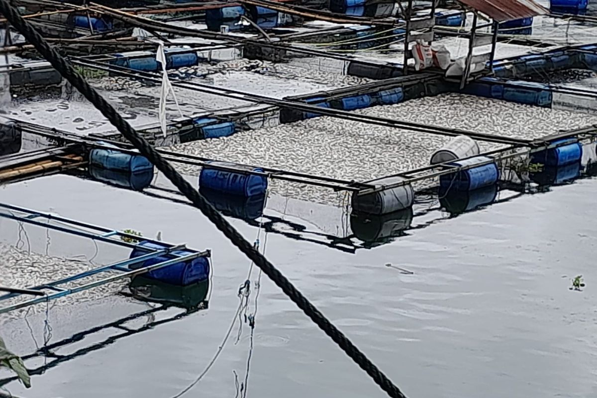 Puluhan ton ikan di Danau Maninjau mati akibat angin kencang dan hujan lebat