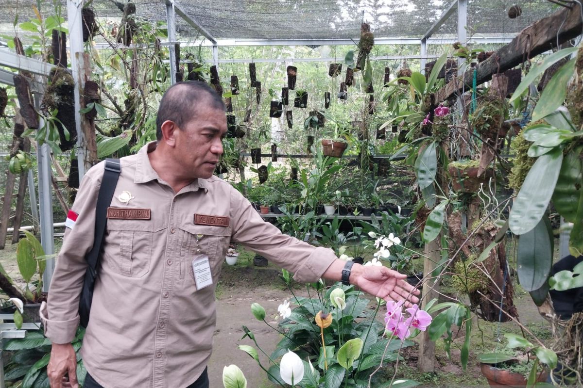 Balithi Kementan  galang penyelamatan anggrek endemik di Sigi