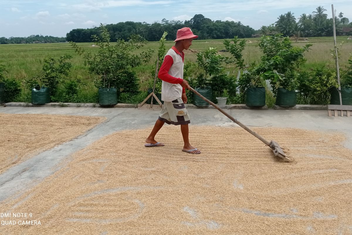 Pemkab Lebak data stok beras dan gabah  antisipasi kerawanan pangan