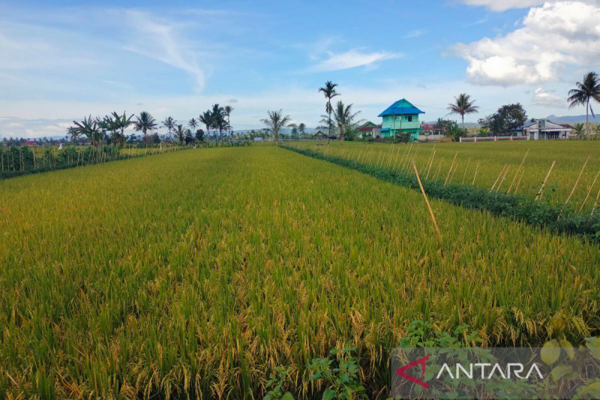 Distankan Rejang Lebong sosialisasikan perlindungan lahan pertanian