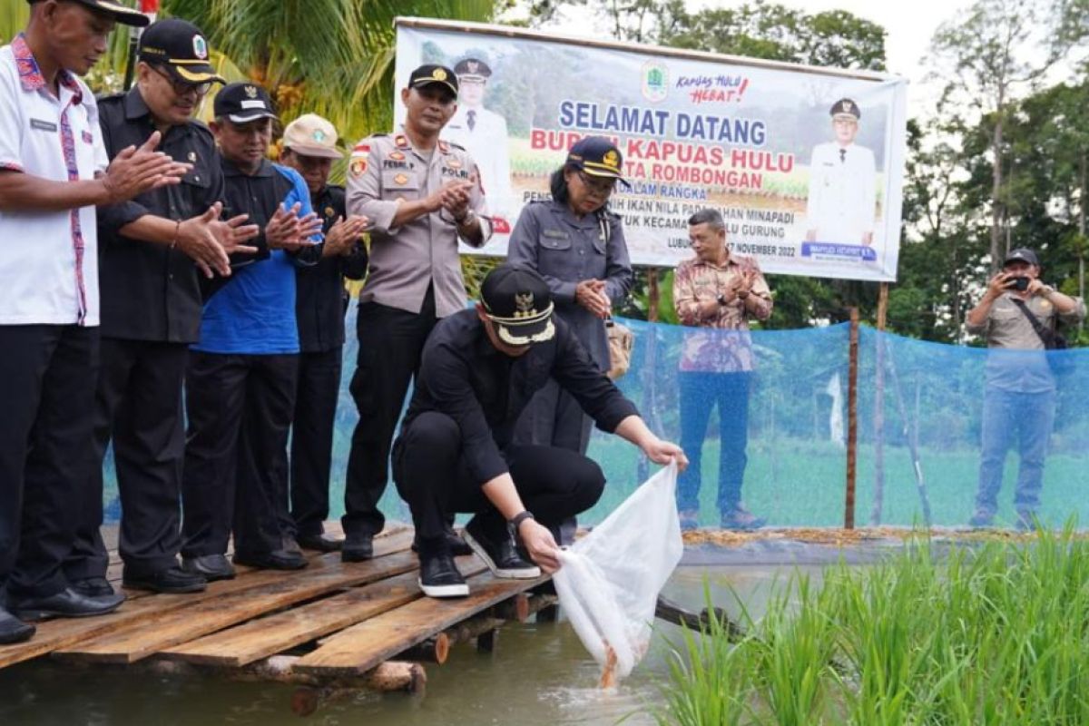 Pemerintah Kabupaten Kapuas Hulu bantu 6.000 bibit ikan untuk petani