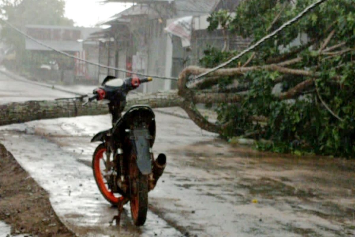 Pohon di Sampit bertumbangan dihantam angin kencang