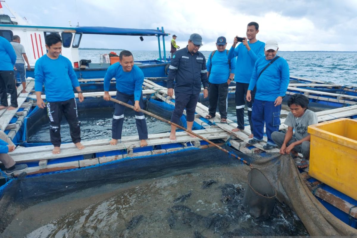 PT Timah Tbk budidayakan ikan dan udang vaname dengan konsep KJA di Pulau Sukun Belitung Timur