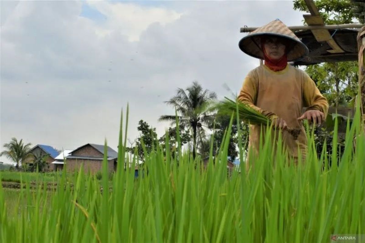 Palembang harap penyaluran Kartu Tani 1.000 lebih