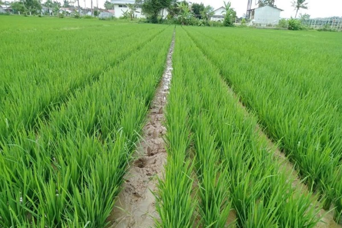 Petani Lebak tanam padi benih nutrisi zinc 1.000 hektare atasi stunting